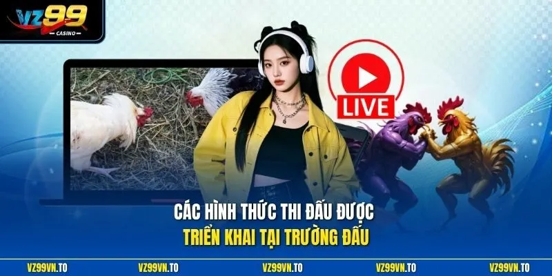 Trường Gà Thomo VZ99 - Xem Trực Tiếp Đá Gà Thomo Uy Tín 4 Các hình thức thi đấu được triển khai tại trường đấu