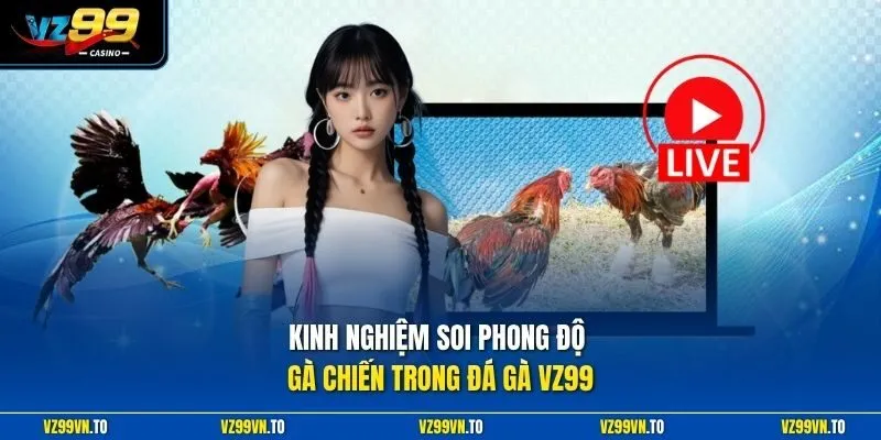 Kinh nghiệm soi phong độ gà chiến trong đá gà VZ99