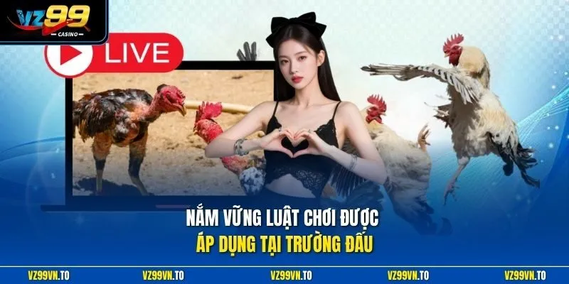 Trường Gà Thomo VZ99 - Xem Trực Tiếp Đá Gà Thomo Uy Tín 3 Nắm vững luật chơi được áp dụng tại trường đấu